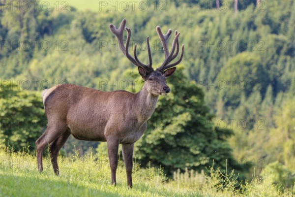 A red deer stag (Cervus elaphus) with its velvet antlers stands in a green meadow in hilly terrain.