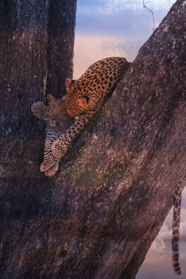 Leopard, with young, 6 months, old, Panthera pardus, Botswana, Botswana, Botswana