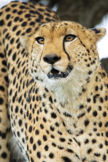 A vivid close-up of a cheetah's head, highlighting its intense gaze and dotted fur, set against a