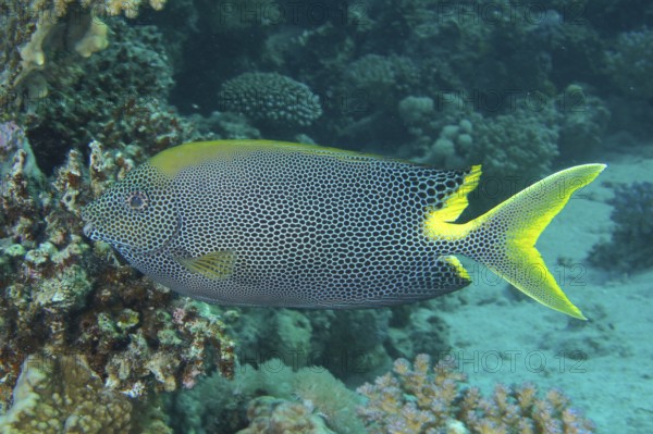 Spotted rabbitfish (Siganus stellatus laqueus)