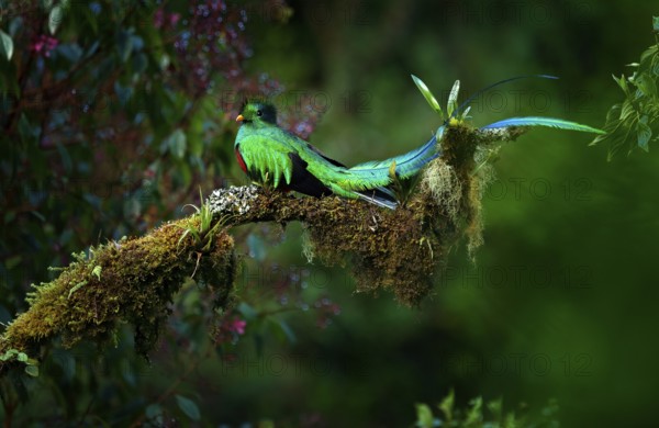 Resplendent Quetzal, Pharomachrus mocinno, magnificent sacred green bird from Savegre in Panama.
