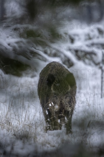 The wild boar (Sus scrofa) peers through low-hanging spruce branches with its head lowered towards