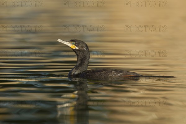 Neotropic Cormorant Phalacrocorax brasilianus Tucson, Arizona, United States 18 January Adult