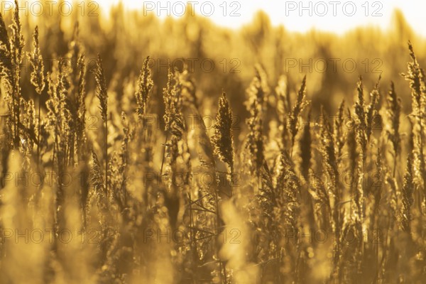 Common reed (Phragmites australis) plants reedbed backlit at sunset, RSPB Minsmere nature reserve,