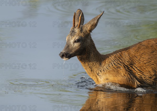 Roe deer (Capreolus capreolus), young roebuck standing in the shallow water zone of a lake,