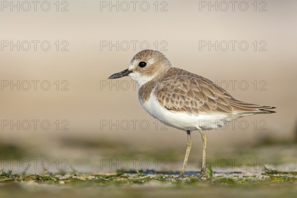 Desert plover, (Charadrius leschenaultii), animals, birds, biotope, habitat, foraging, Middle East,