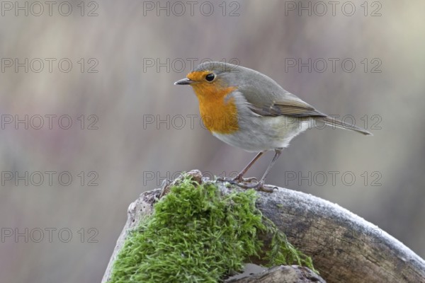 European Robin (Erithacus rubecula), Saxony-Anhalt, Germany