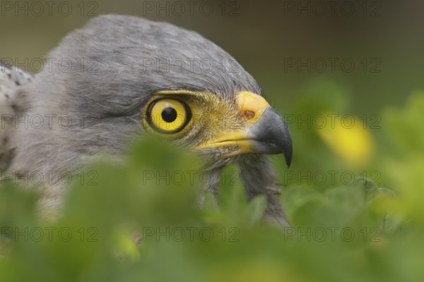 Roadside Hawk (Rupornis magnirostris), Manabi, Ecuador