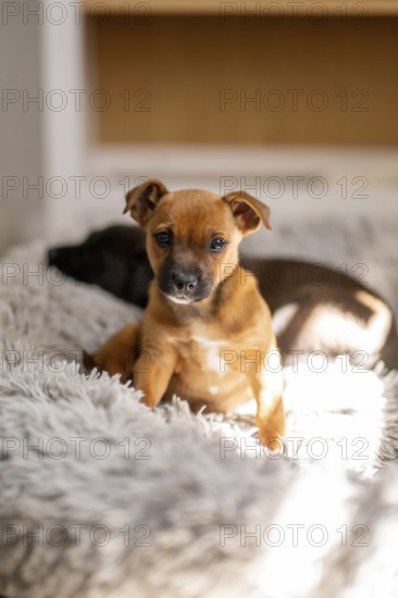 A cute puppy with a tan coat sits on a fluffy gray blanket, basking in soft natural light at home.
