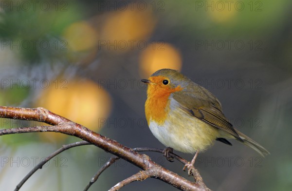 Rotkehlchen (Erithacus rubecula), Robin, Altvogel, Oktober, NSG Dingdener Heide,