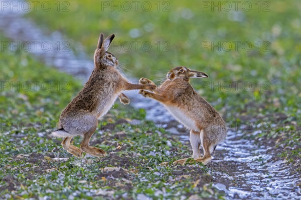 European brown hares (Lepus europaeus) female / doe boxing / fighting with male / buck in field