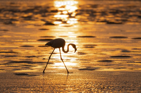 Pink flamingo (Phoenicopterus roseus) against the light, sunset, lagoon at Walfish Bay, Erongo,