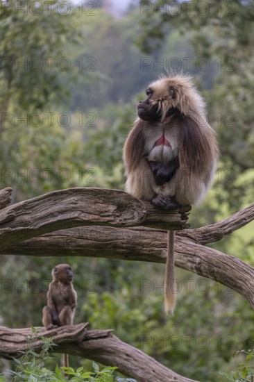Portrait of an adult male Gelada (Theropithecus gelada), or bleeding-heart monkey, resting on a log