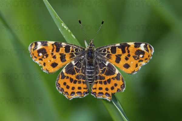 Land carat, (Araschnia levana), animals, insects, butterfly, butterfly, Lake Neusiedl, Andau,