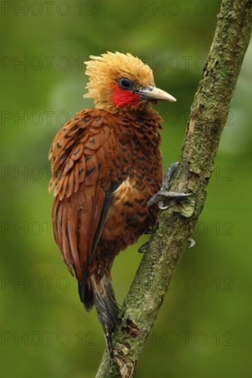Beautiful brown bird form tropic mountain forest. Chestnut-coloured Woodpecker, Celeus castaneus,