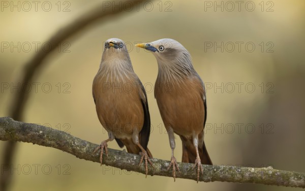 A pair of Chestnut-tailed Starlings (Sturnia malabarica) perched together on a branch, Sreepur,