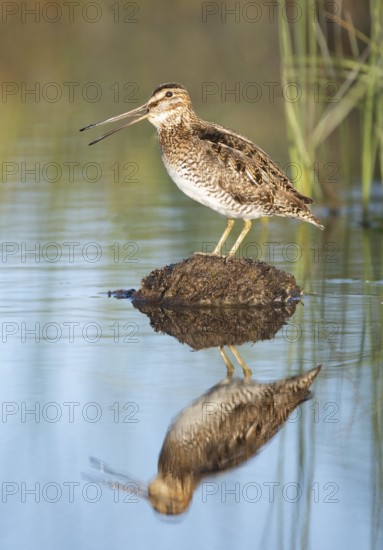 Wilson's Snipe (Gallinago delicata) calling, British Columbia, Canada