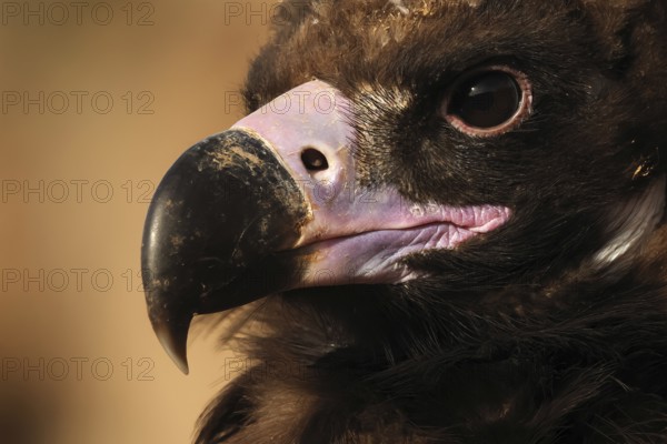 Detailed close-up of a Cinereous vulture's face, highlighting its sharp beak and intense eyes