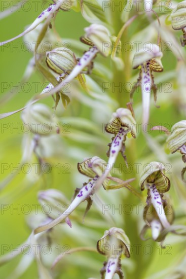 Goat's tongue (Himantoglossum hircinum), orchid family (Orchidaceae), Ihringen, Kaiserstuhl,