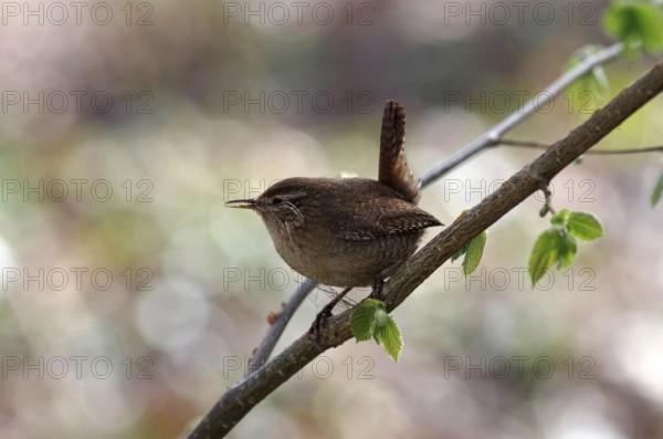 Wren (Troglodytes troglodytes), twig, spring, nest building, breeding, The wren has nesting