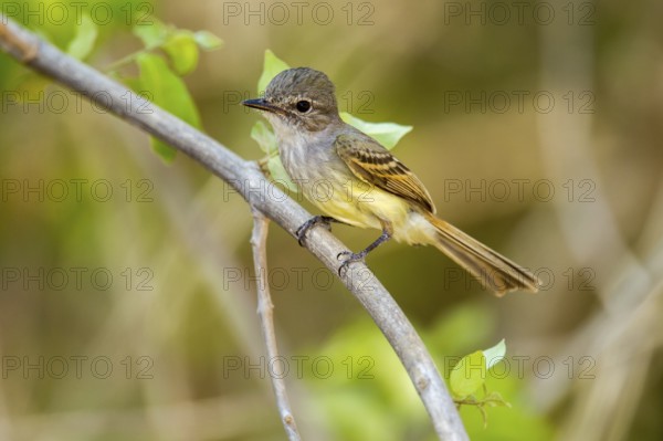 Flammulated Flycatcher Deltarhynchus flammulatus Tehualmixtle, Jalisco, Mexico 13 June Adult