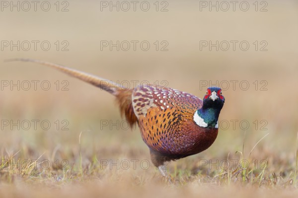 Fasan, Common Pheasant, Pheasant, Ring-necked Pheasant, Phasianus colchicus, Faisan de Colchide,
