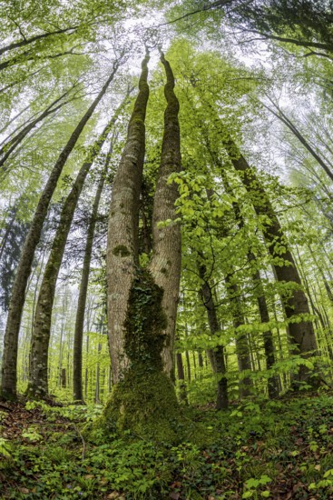 Fisheye perspective, trees, forest, light green leaves, beech forest, spring, Alpine foothills,