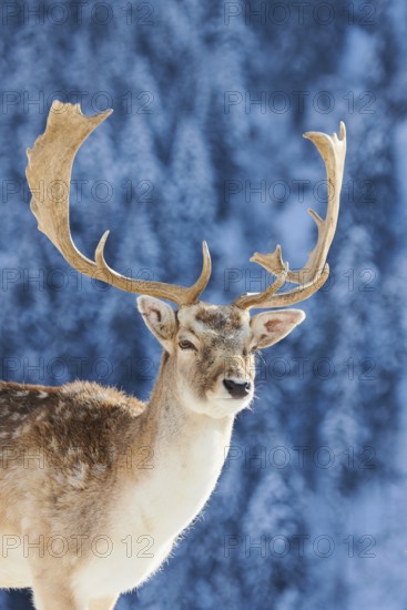 European fallow deer (Dama dama) buck portrait in the mountains in tirol, snow, Kitzbühel, Wildpark