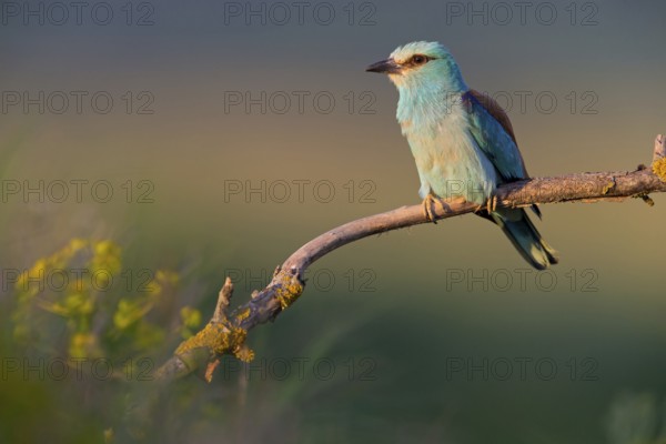 Roller, Almond Crow, (Coracias garrulus), animals, birds, raptors, raptor family, perch, biotope,