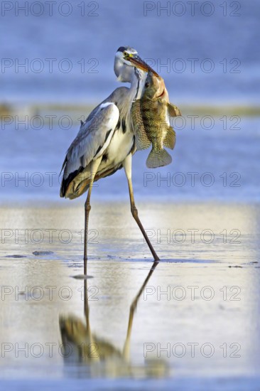 Grey grey heron (Ardea cinerea), foraging, prey, fish, boat trip, Tiszaalpár, Kiskunsági National