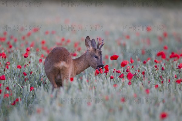 Roe deer (Capreolus capreolus) adult male roebuck animal feeding on a red poppy in a farmland