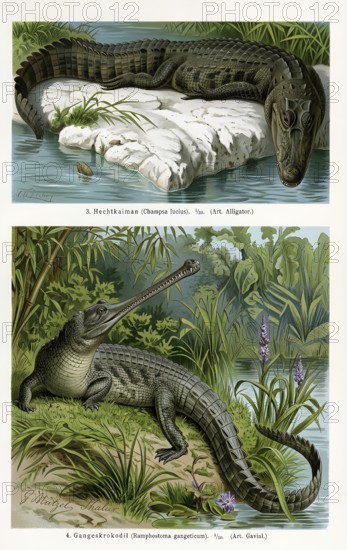 Crocodiles, pike caiman (Champsa lucius) also Mississippi Crocodile, Ganges gavial (Gavialis
