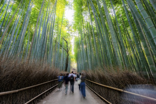Visitors on their way through bamboo forest, motion blur, long exposure, towering bamboo stems in