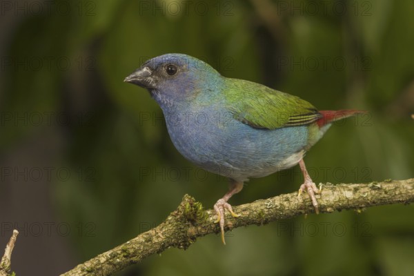 Tricolored Parrotfinch (Erythrura tricolor)