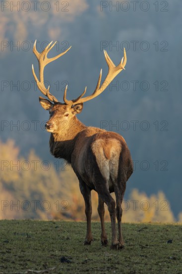A red deer stag (Cervus elaphus) stands in a meadow in the low light of a winter's day and looks