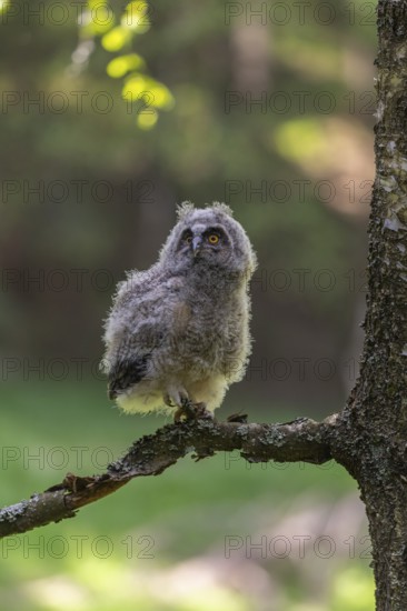 One young long-eared owl (Asio otus), sitting on a branch of a tree. Green vegetation in the