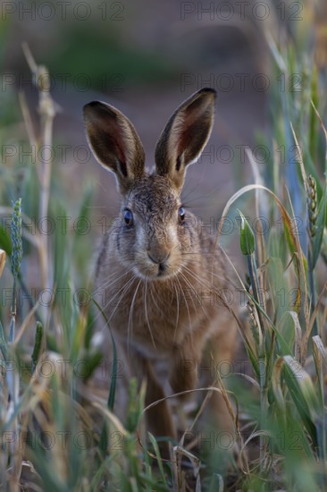 European brown hare (Lepus europaeus) adult animal in a farmland cereal crop, Suffolk, England,