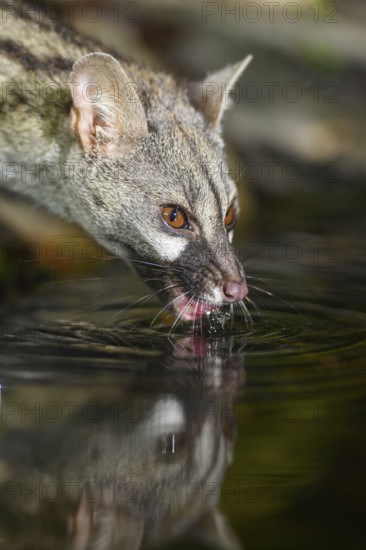 Common genet (Genetta genetta) drinking water at the shore of a lake, wildlife in a forest,