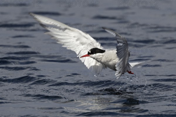 Arctic Tern (Sterna paradisaea) hunting, Scotland, United Kingdom