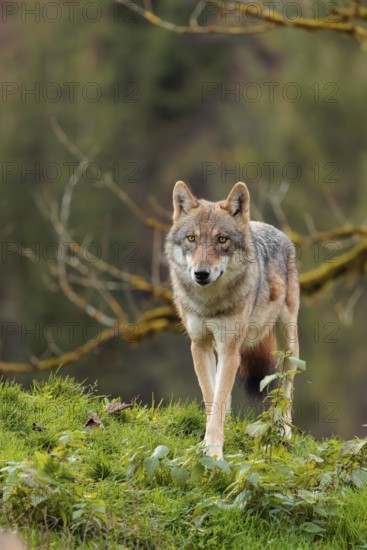 A female eurasian gray wolf (Canis lupus lupus) stands on green meadow on top of a hill