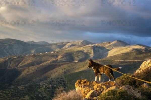 A dog stands majestically on a rock, overlooking a vast and rugged Greek landscape under dramatic