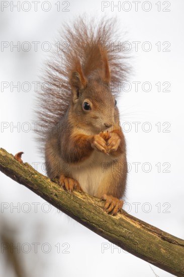 Squirrel (Sciurus vulgaris) sitting on a branch and holding a hazelnut in its paws,