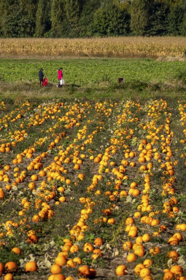 Pumpkin field, ripe pumpkins, shortly in front of harvest, near Neuss, North Rhine-Westphalia,