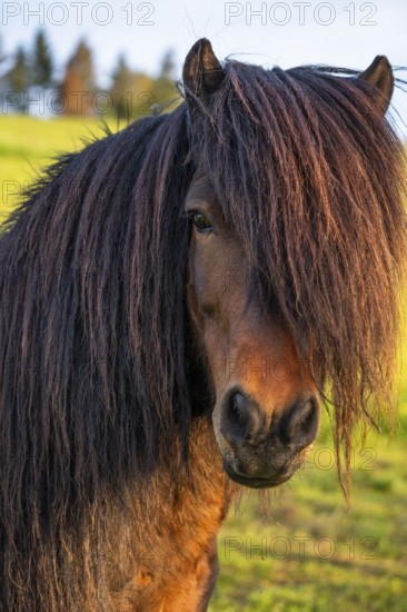 Pony stallion with flowing mane, portrait, black-brown. Evening, golden hour. Germany