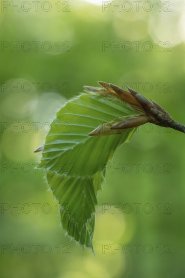 Delicate awakening - fresh beech leaves in the spring light. Beech leaves after new shoots in