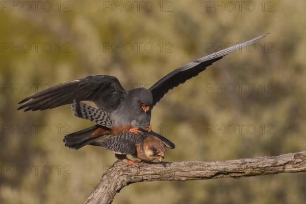 Red-footed Falcon (Falco vespertinus) pair mating, Subotica, Serbia
