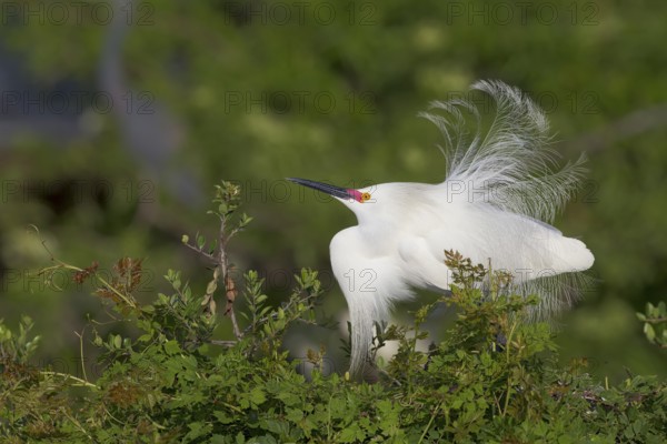 Snowy Egret (Egretta thula) displaying, Florida, USA