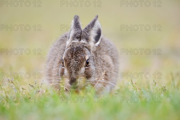 European hare (Lepus europaeus), young animal sitting in a meadow, North Rhine-Westphalia, Germany