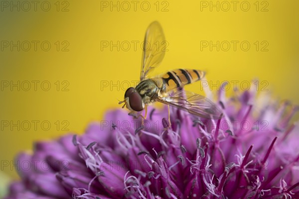 Common hoverfly (Eupeodes corollae) adult insect feeding on a garden purple Allium flower in