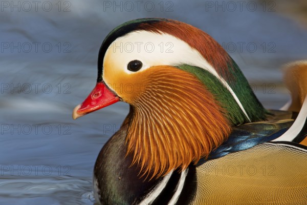 Mandarin duck, (Aix galericulata), animals, birds, duck birds, male, drake, forest park, Mannheim,